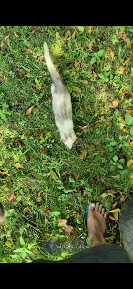 Musang pandan marbel