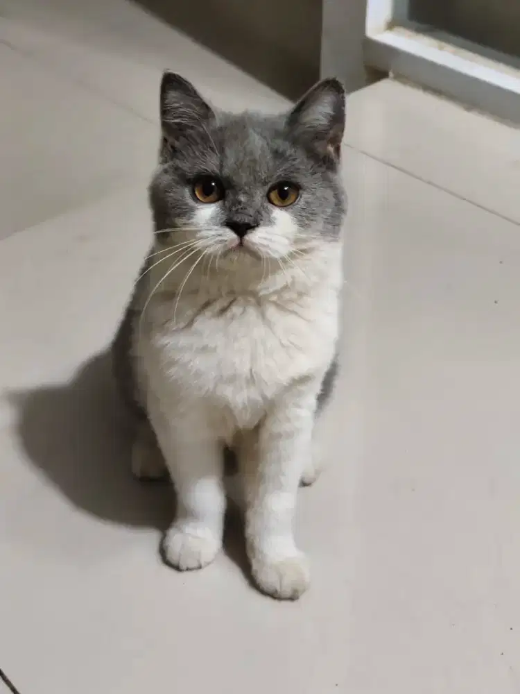 Kucing British Short Hair kitten