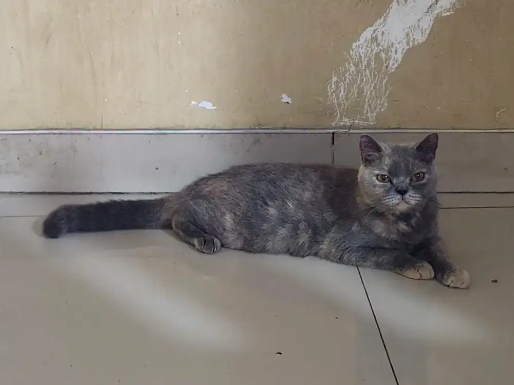 Kucing British Short Hair Tortie Adult