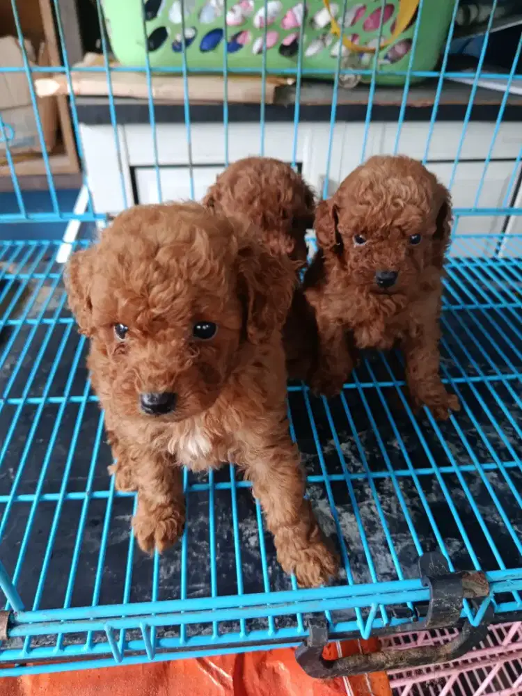 Trah toy Tiny poodle jantan