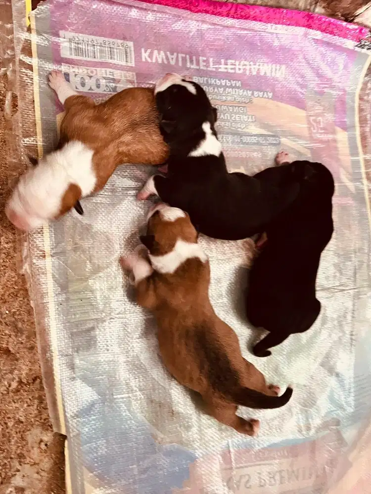 Anak anjing Pitbull sehat