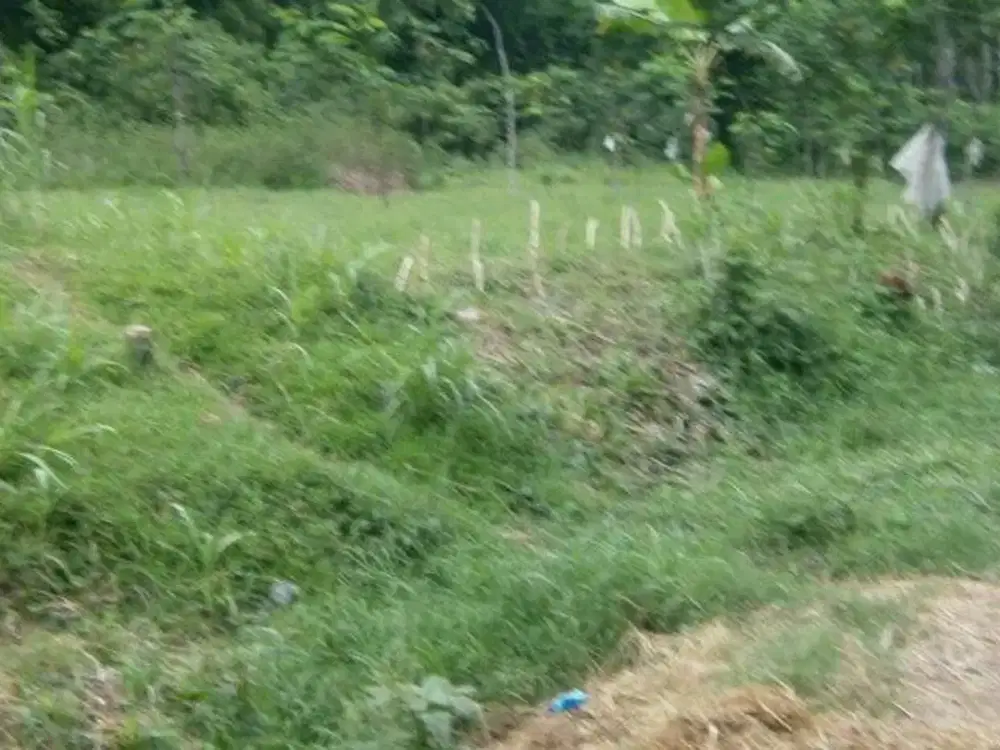 DIJUAL TANAH MALASAN TEGALSIWALAN PROBOLINGGO RON.A3014