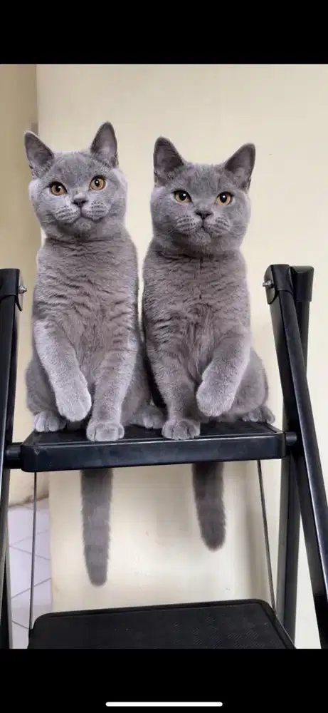 British shorthair jantan