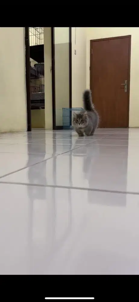 Munchkin minuet jantan