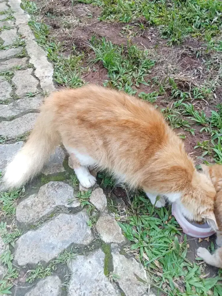 KUCING PERSIA ( BETINA )