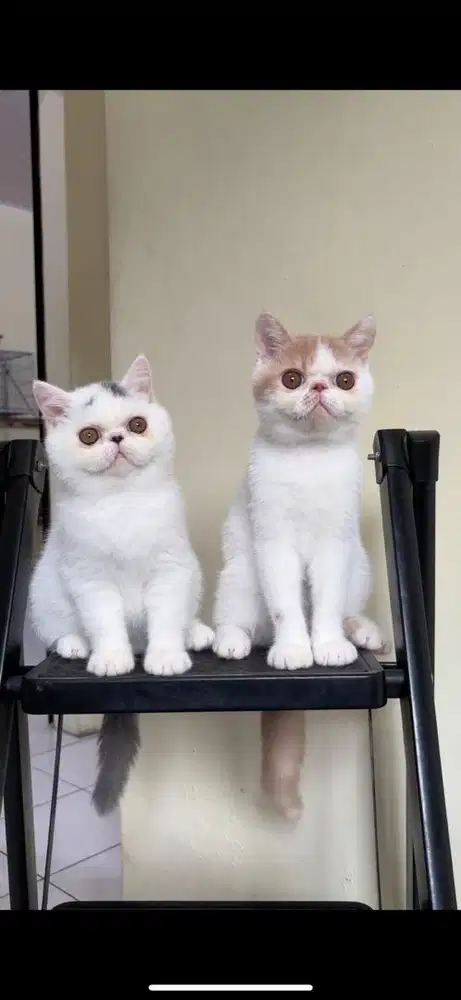 Kucing Exotic shorthair