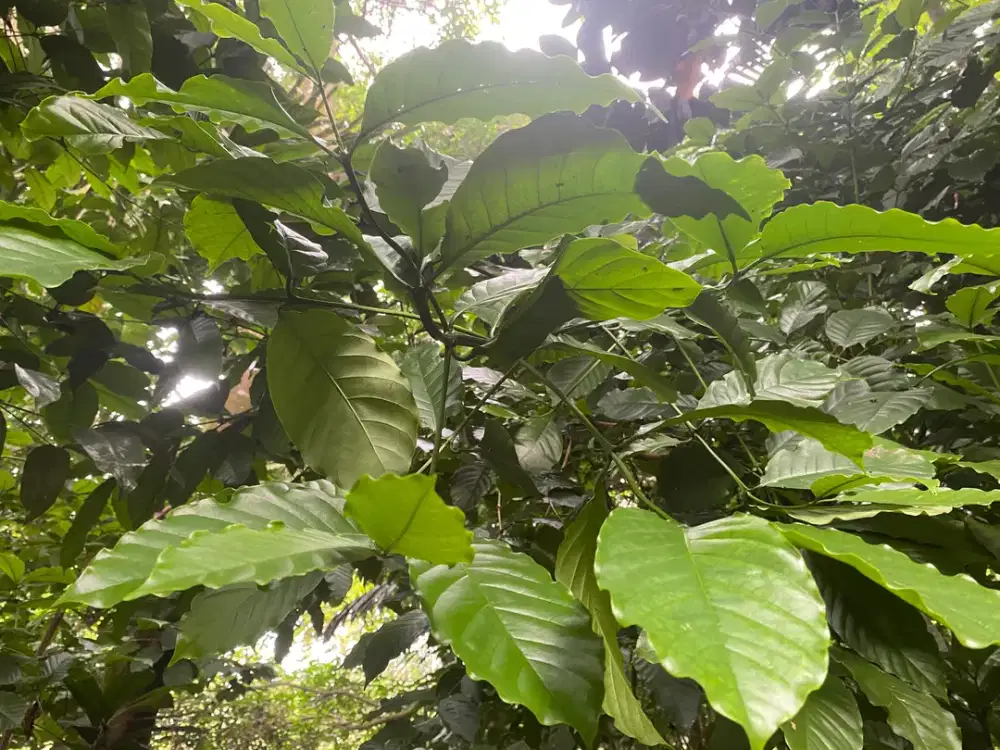 Dijual Murah Tanah 931 m2 Kebun Kopi di Bojong Purwakarta