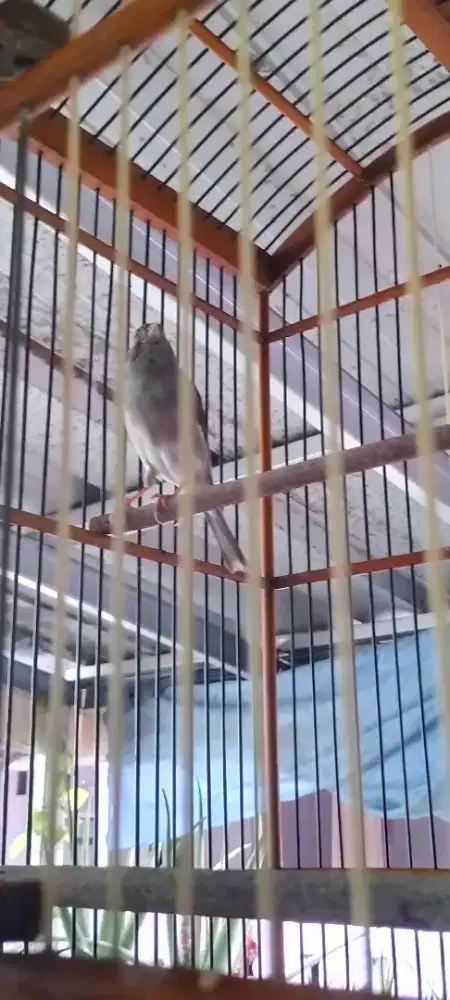 Burung kenari loper starblue rajin