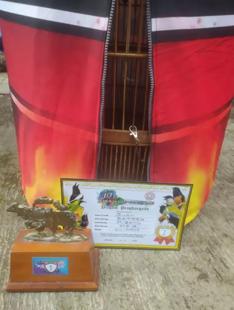 Burung murai batu Prestasian 2x mabung volume toa