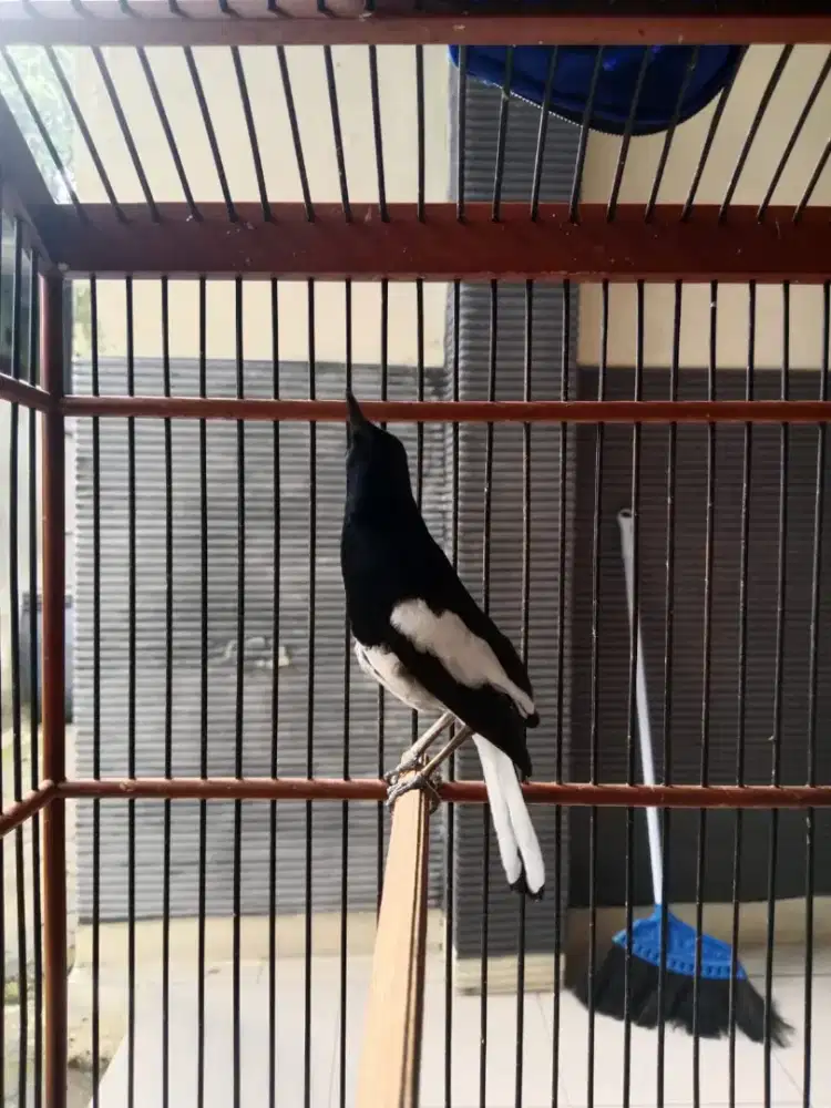 Kacer Jawa barat Gacor