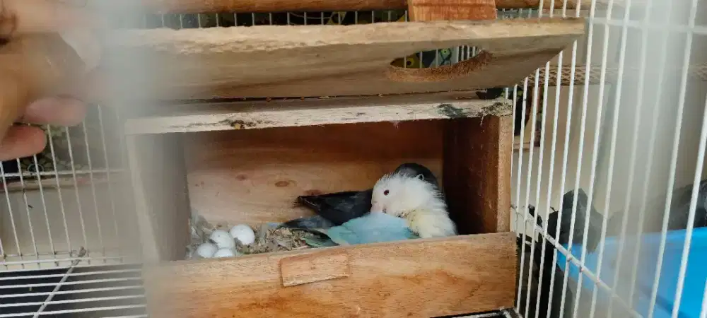 Lovebird sepasang minus betina kaki pengkang