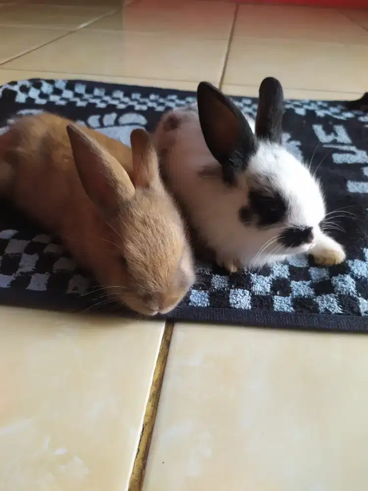 Anakan kelinci local