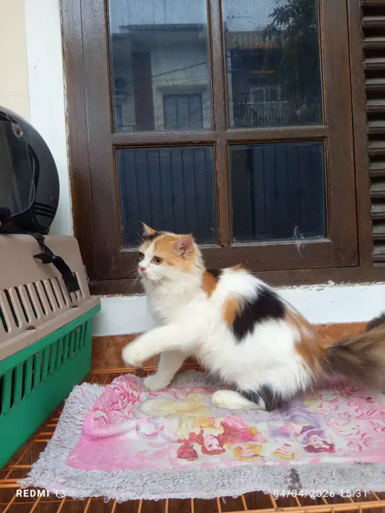 Kucing flatnose calico