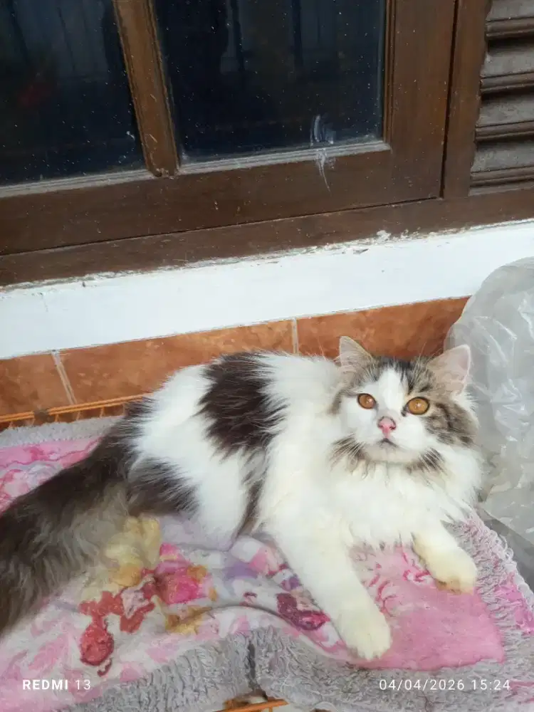 Kucing flatnose oreo