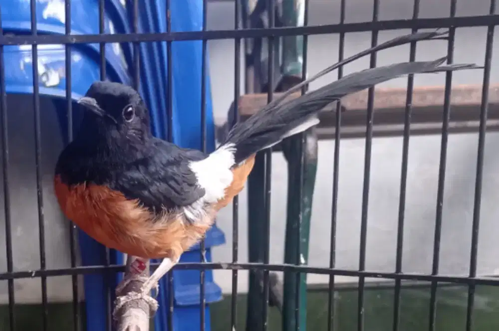 Murai medan kaki hitam nyisik