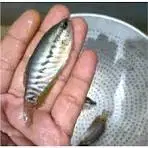 Bibit ikan sepat siam Cikarang Baru