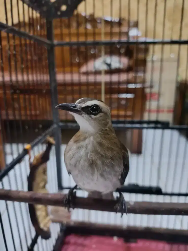 Dijual fullset burung dan kandangnya