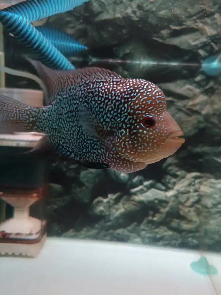 Louhan Cencu 3.5 Jari Full Mutiara