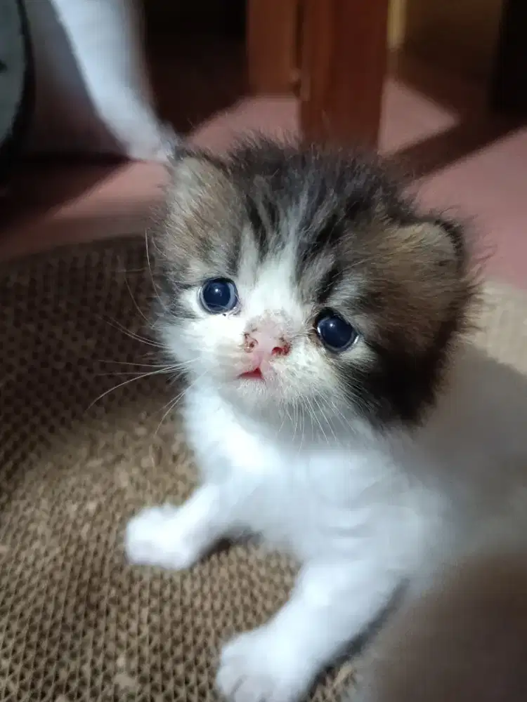 Bsh Peaknose fold jantan / betina