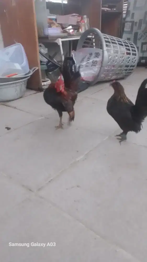 Yo bosku ayam serama 1 psng prospek an