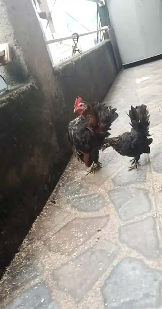 Yo bosku ayam serama prospek an nya 1 psng