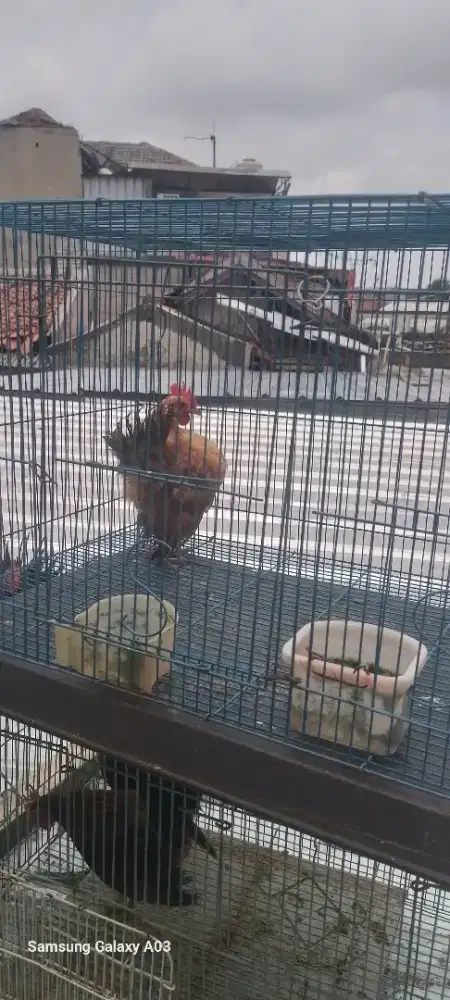 Yo bosku ayam serama jantan prospek