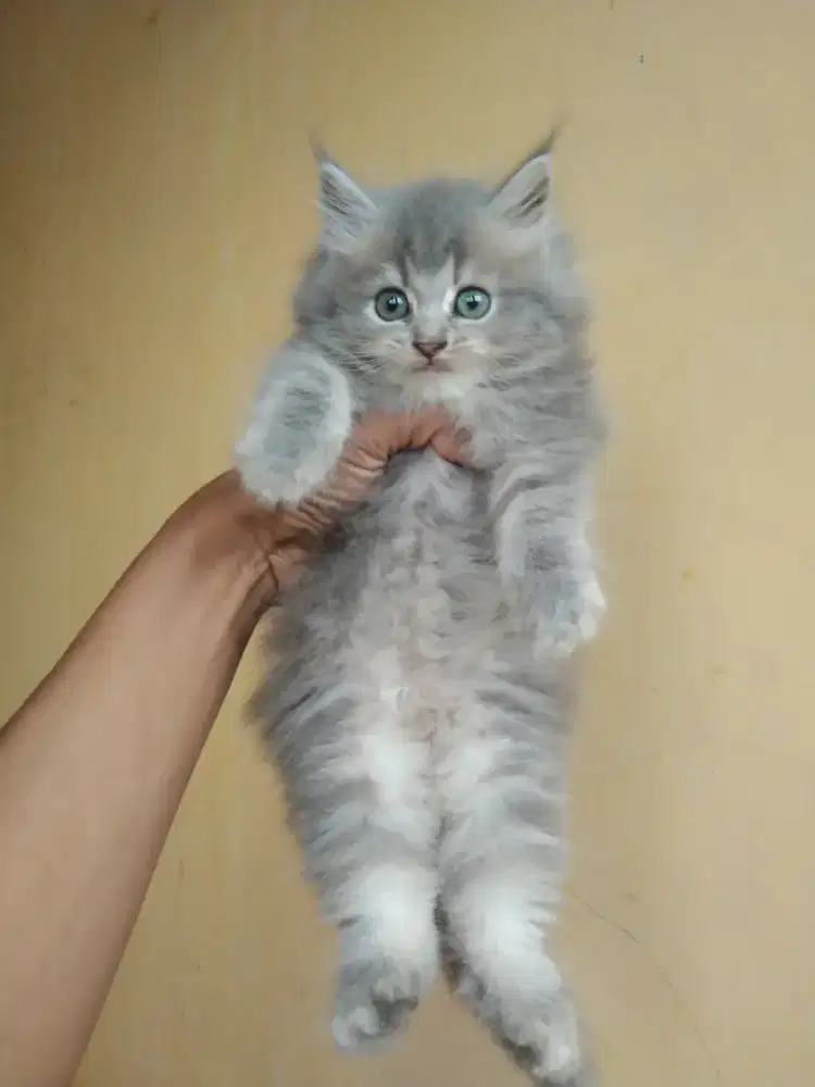 Kucing Persia longhair betina 2 bulan