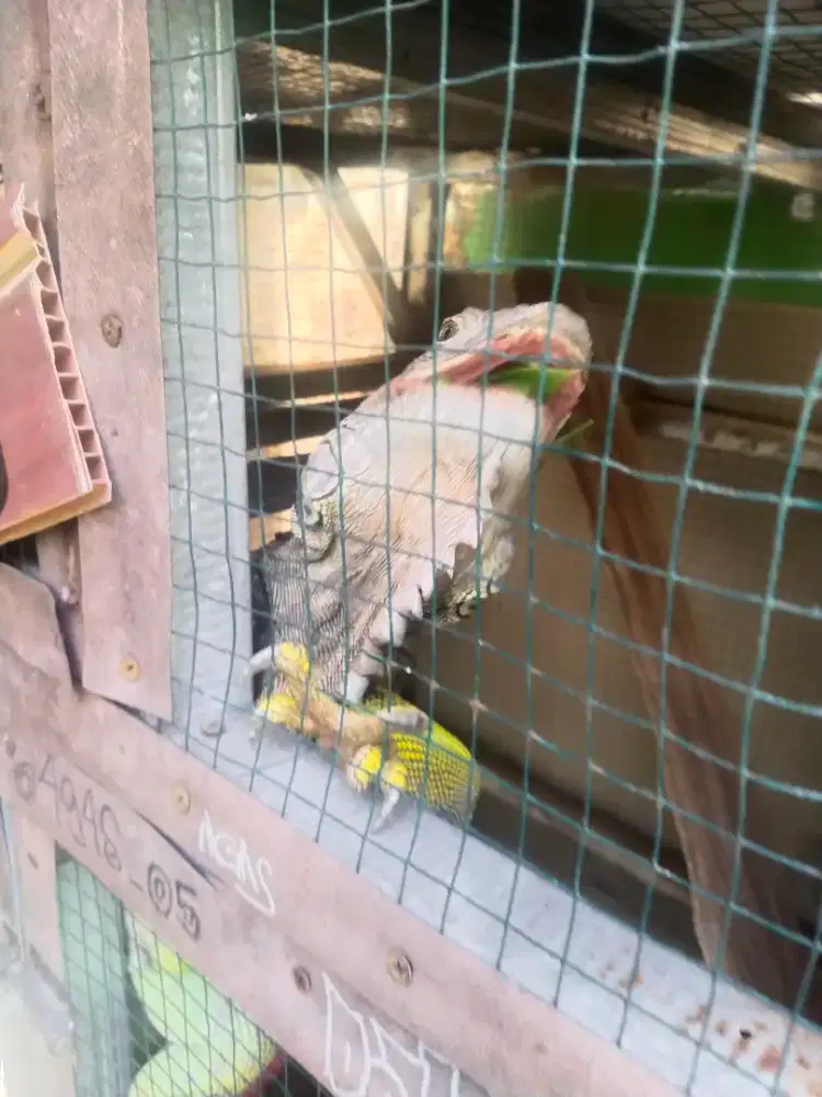 Iguana Jumbo kondisi sehat