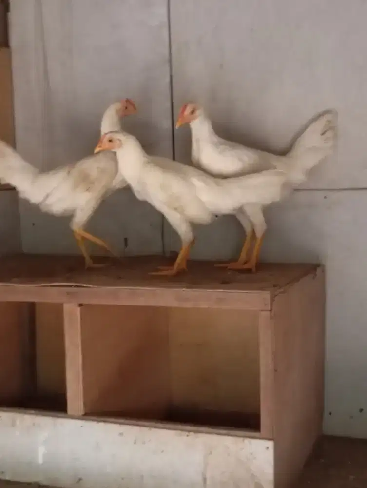 Ayam kampung putih betina remaja dedara