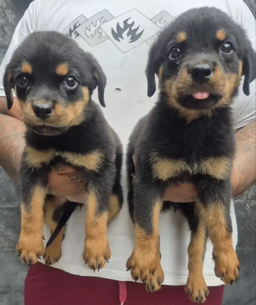 2 puppy rottweiler betina/female