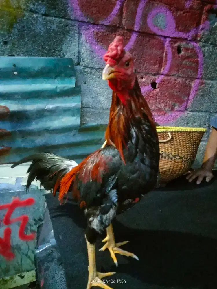 Ayam jalu siap rawat,,prestasi 2x Ayam Theknik