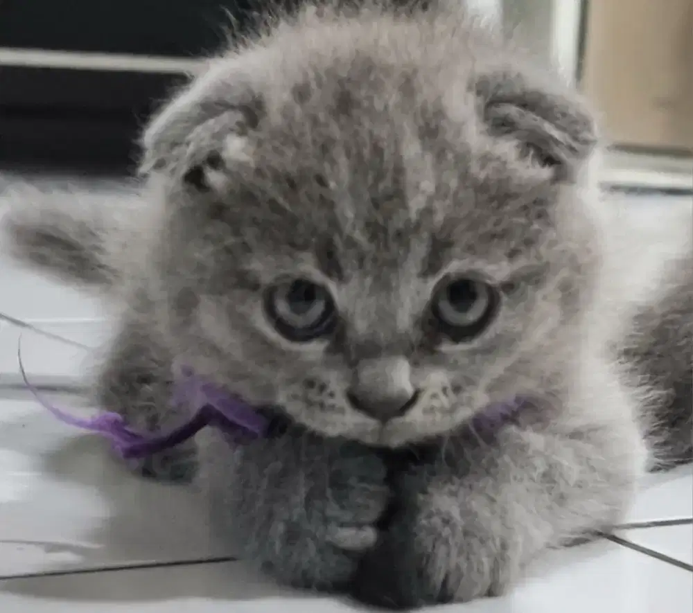 Kucing BSH Fold Jantan Non Ped