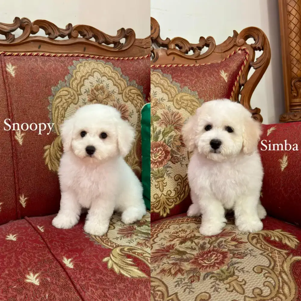 Bichon frise,male