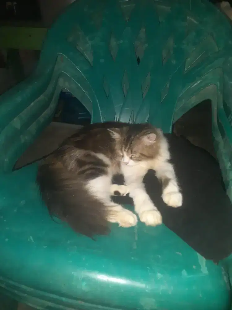 Lepas adop kucing persia