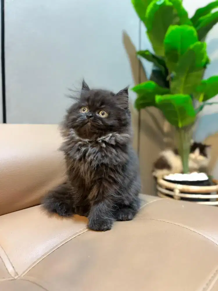 Kitten kucing persia jantan