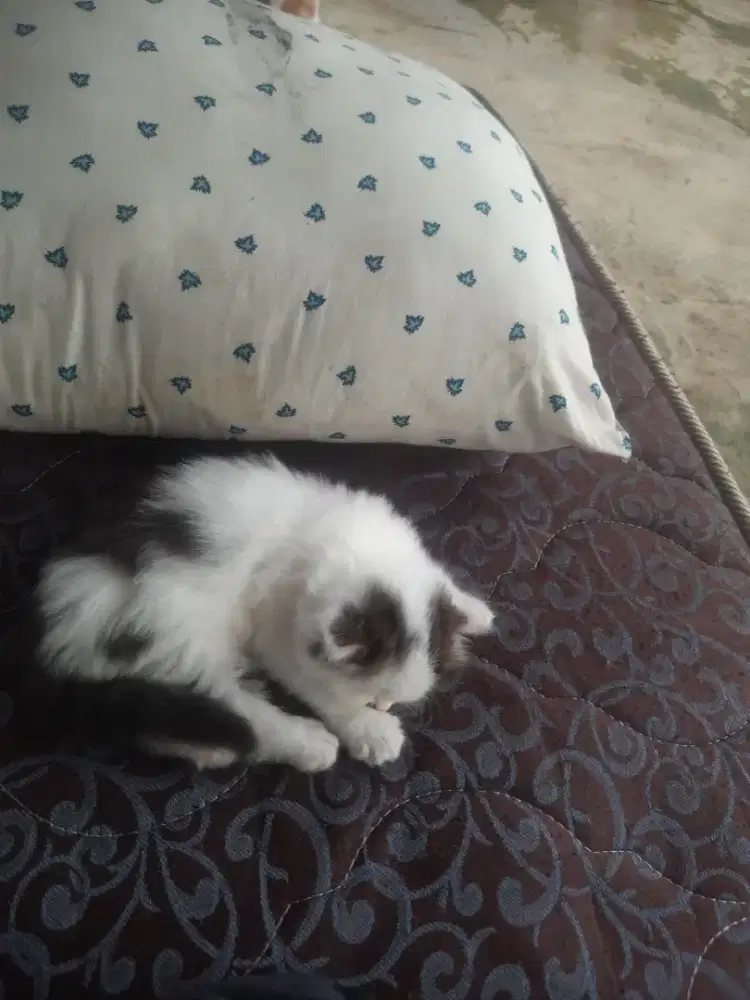 Lepas adop anak kucing persia