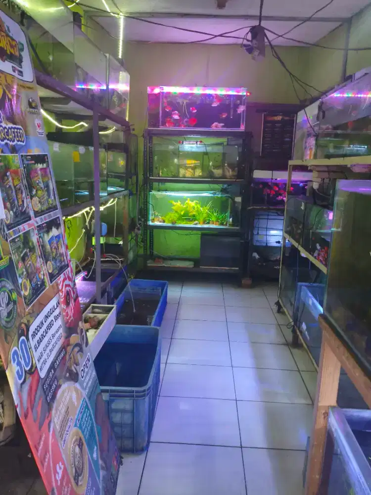 [LOKER] Staff Jaga Toko Ikan Hias & Hamster (Gunung Putri)