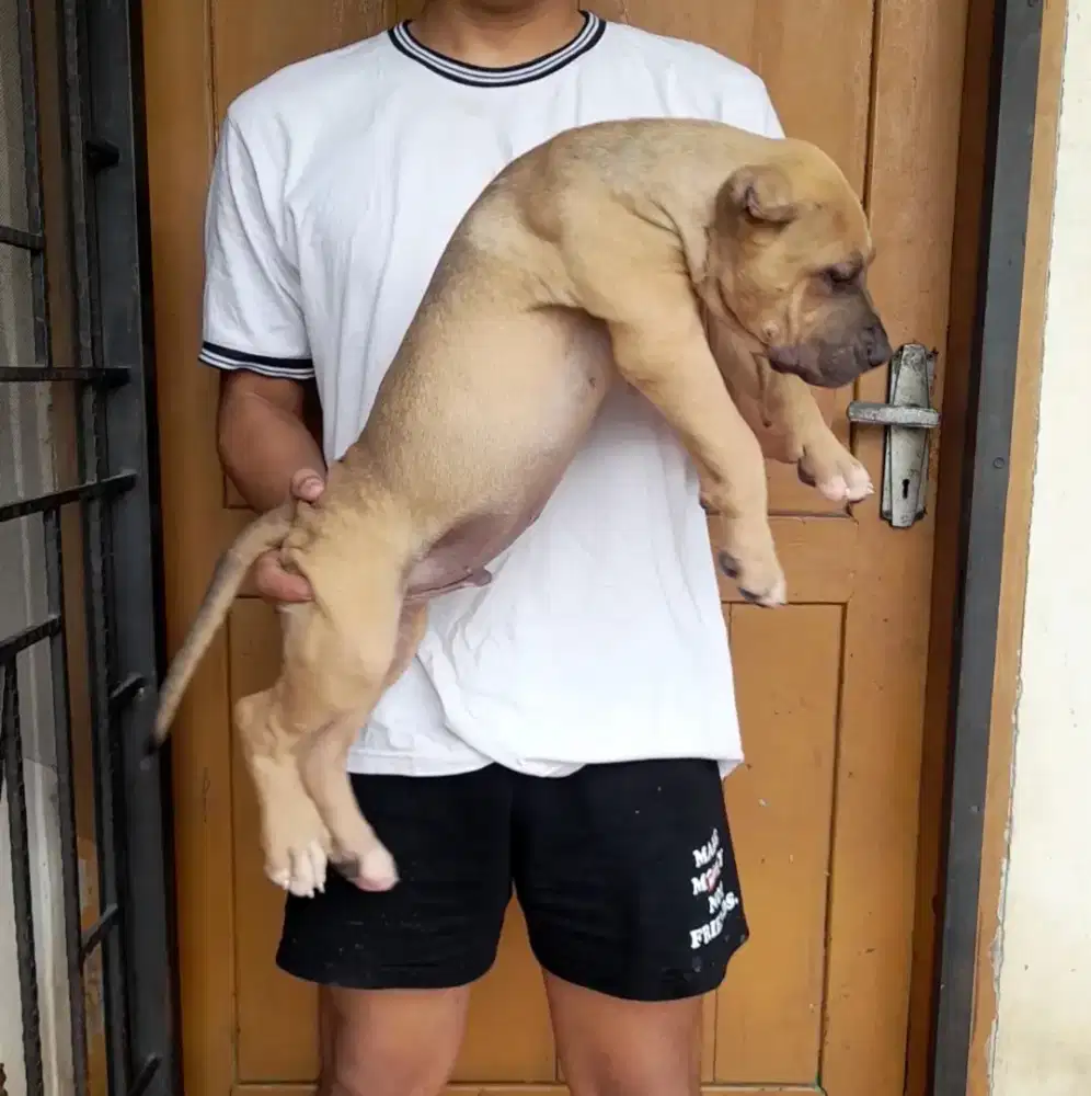 Pitbull Bigbone size Jumbo