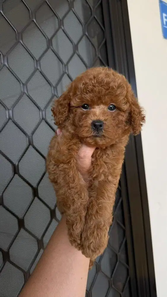 Poodle jantan red toy poodle