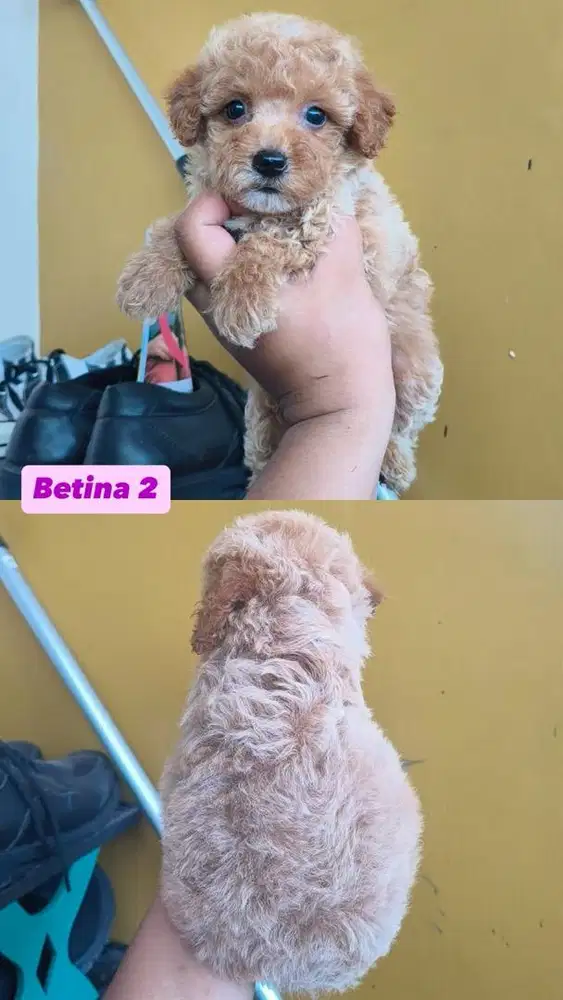 Poodle betina tiny