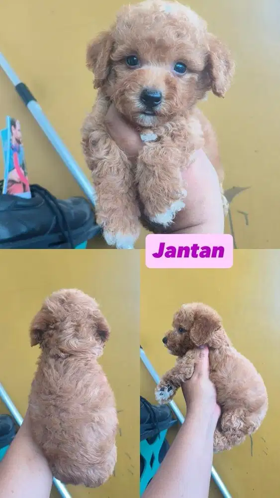 Jantan poodle tiny