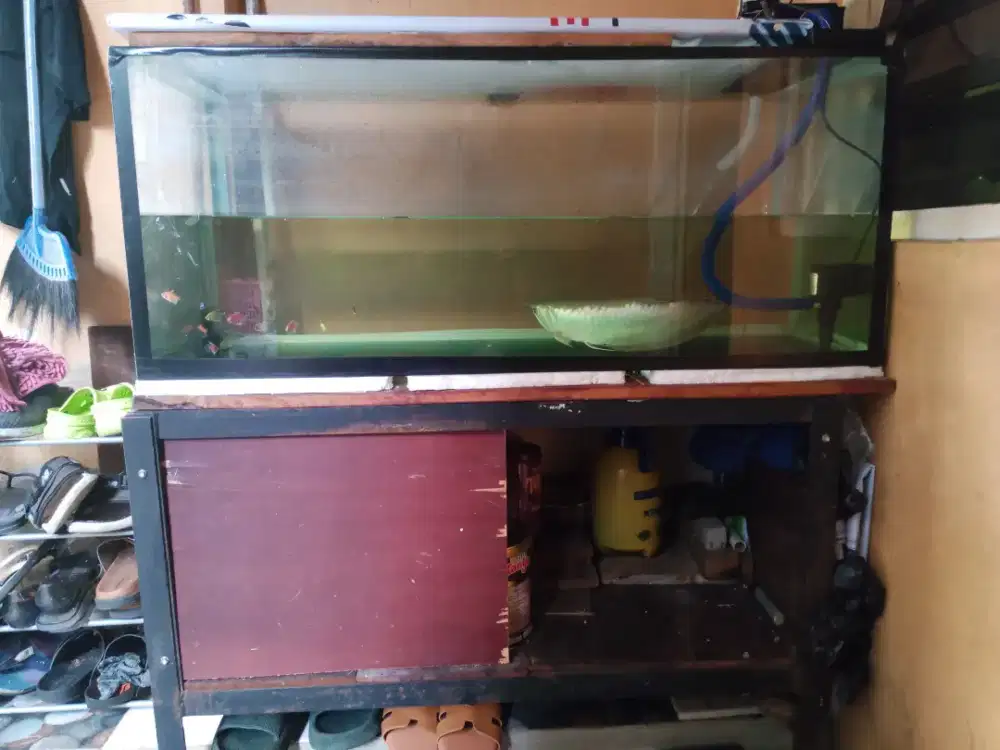 Ikan Arwana  dan aquarium fulset