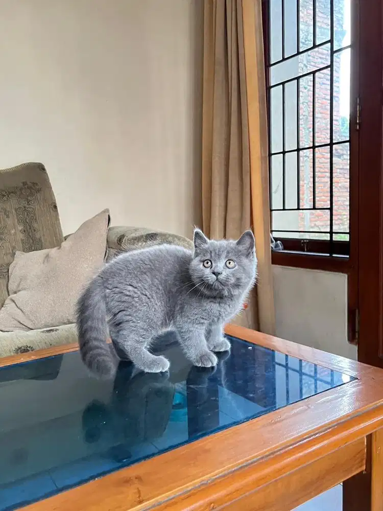 Kucing kitten british shorthair