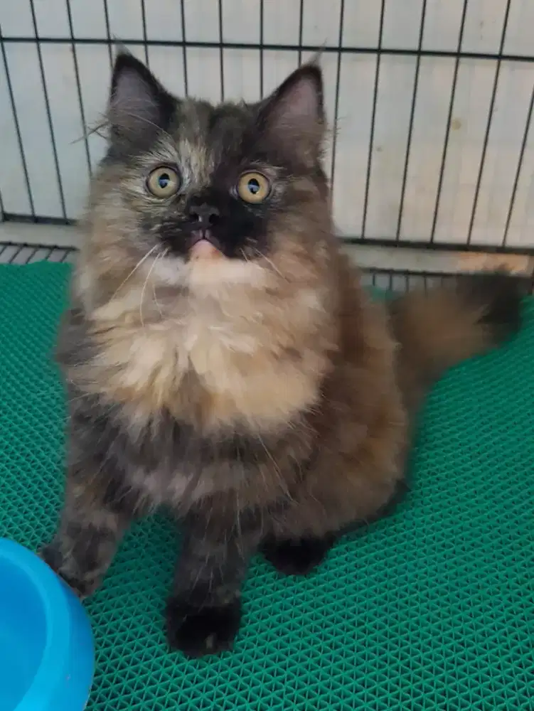 OPEN ADOPT KITTEN PERSIA