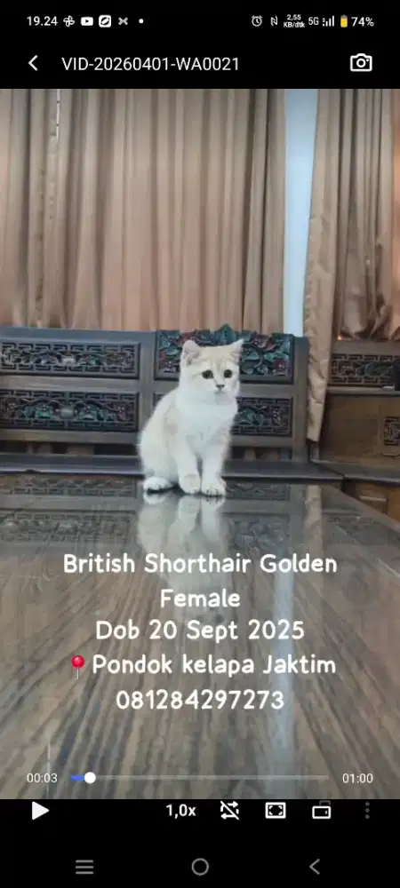 British Shorthairr dan British Longhair