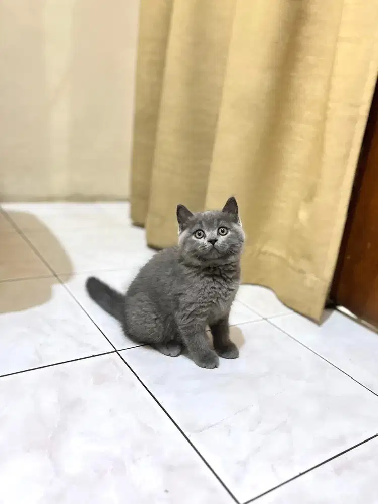 Kitten kucing british shorthair