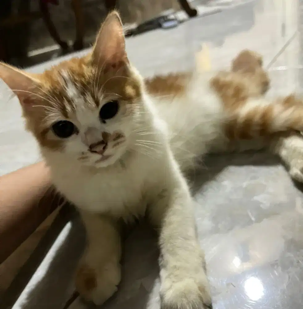 Dijual 4 kucing Ras persia