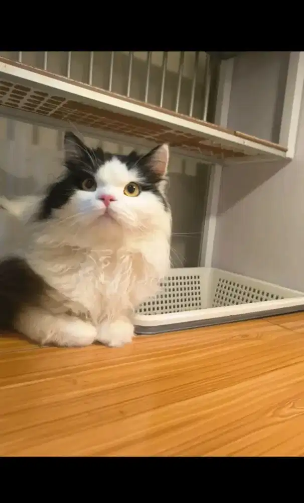 PACAK / pacak kucing BLH / BRITISH LONG HAIR / British Long Hair