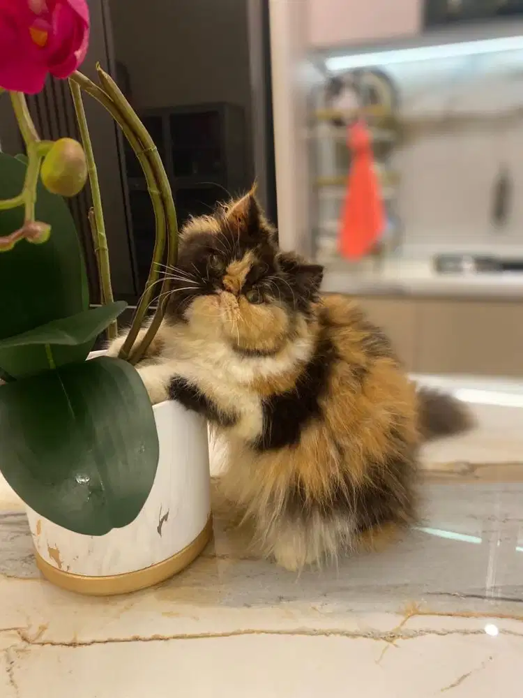 kitten persia peaknose