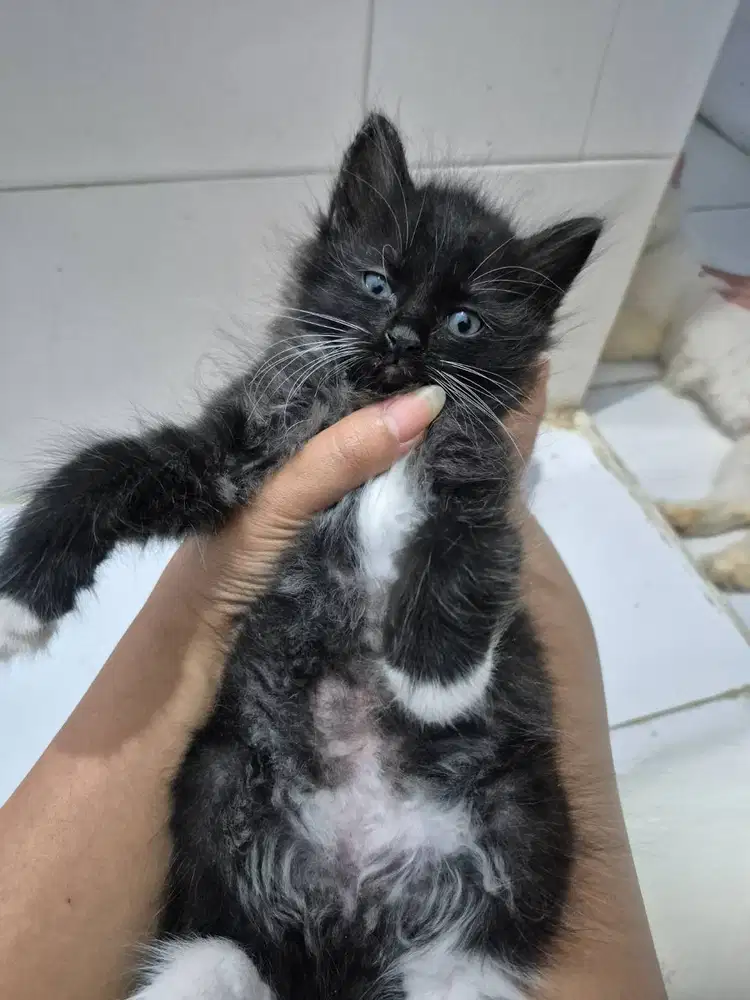 Kucing persia jantan